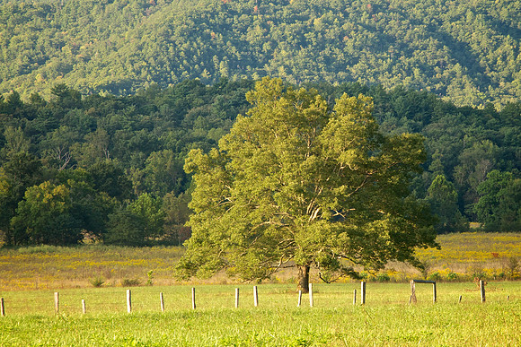 Trees & Light of The Valley 002