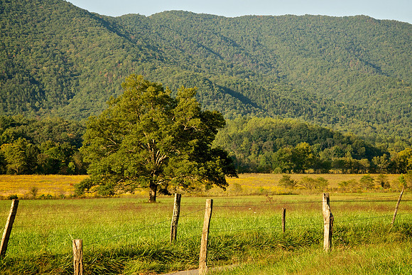 Trees & Light of The Valley 003