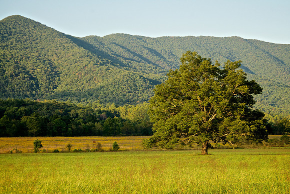 Trees & Light of The Valley 004
