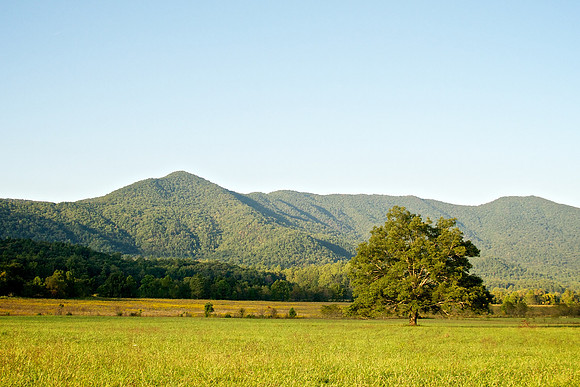 Trees & Light of The Valley 005