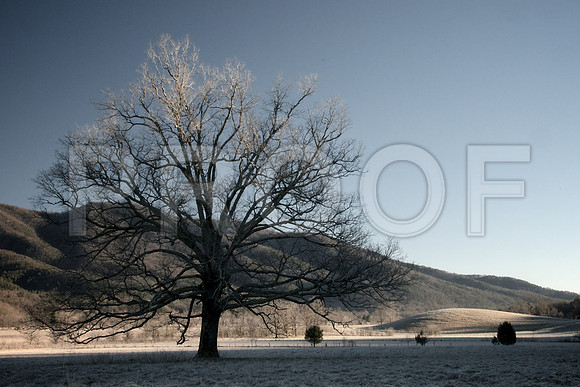 Cades Cove Winter 009