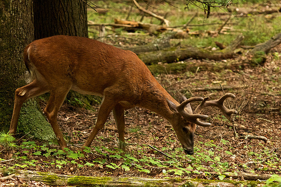 Bucks, bears, more bucks 015