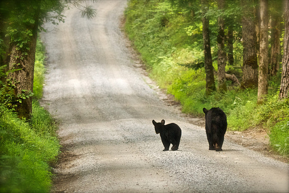 Bucks, bears, more bucks 012