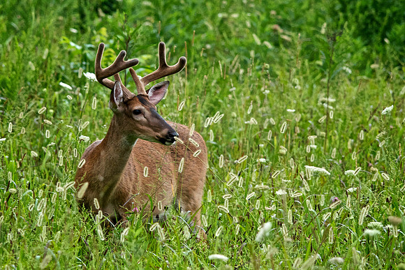 Bucks, bears, more bucks 002