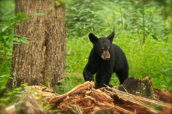 Bucks, bears, more bucks 009