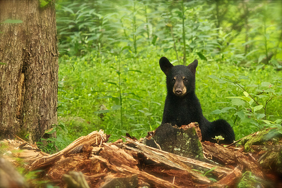 Bucks, bears, more bucks 006