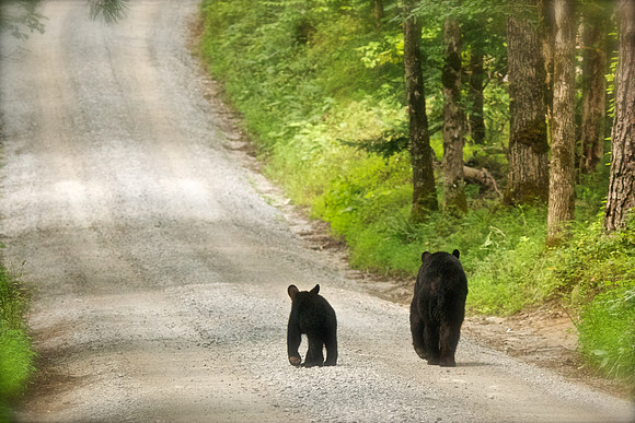 Bucks, bears, more bucks 013