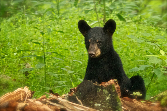 Bucks, bears, more bucks 008