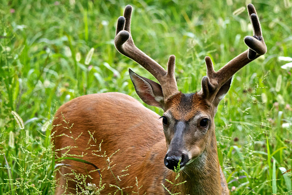 Bucks, bears, more bucks 004