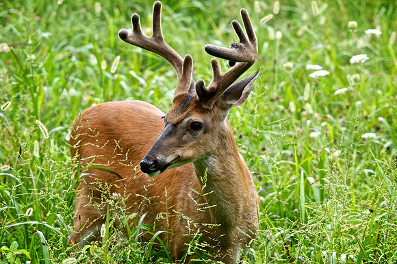 Bucks, bears, more bucks 003