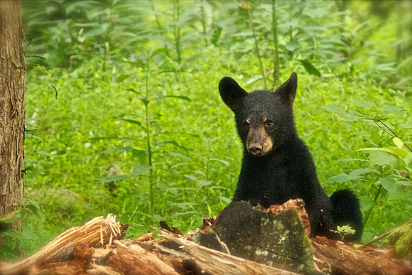 Bucks, bears, more bucks 007