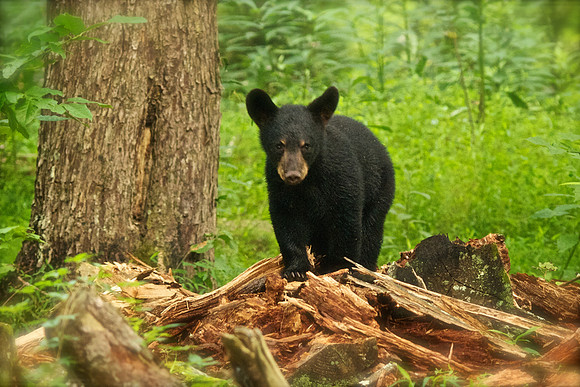 Bucks, bears, more bucks 011