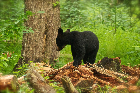 Bucks, bears, more bucks 010