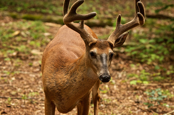 Bucks, bears, more bucks 016