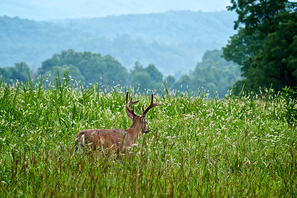 Bucks, bears, more bucks 001
