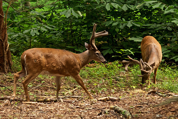 Bucks, bears, more bucks 014