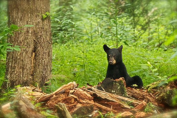 Bucks, bears, more bucks 005