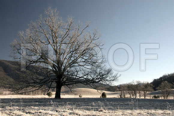 Cades Cove Winter 013
