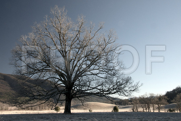 Cades Cove Winter 011